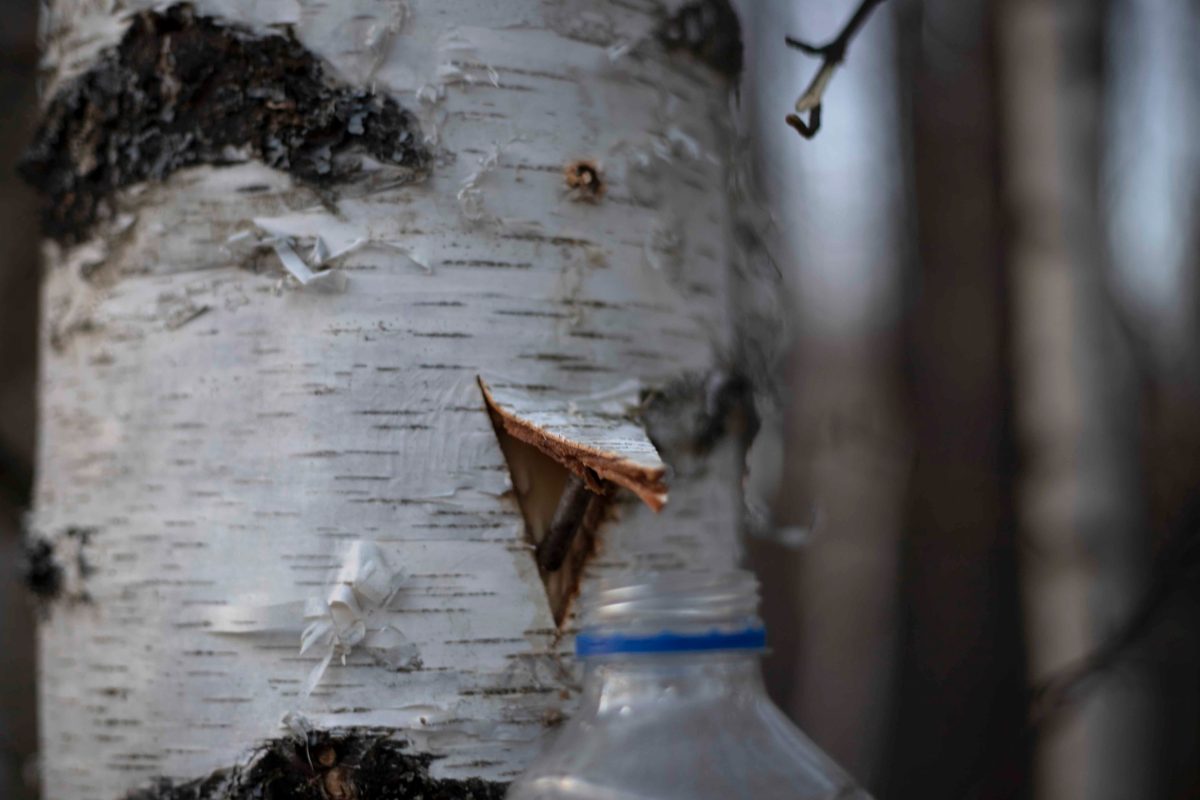 Биолог Сафонов рассказал, как правильно собирать берёзовый сок